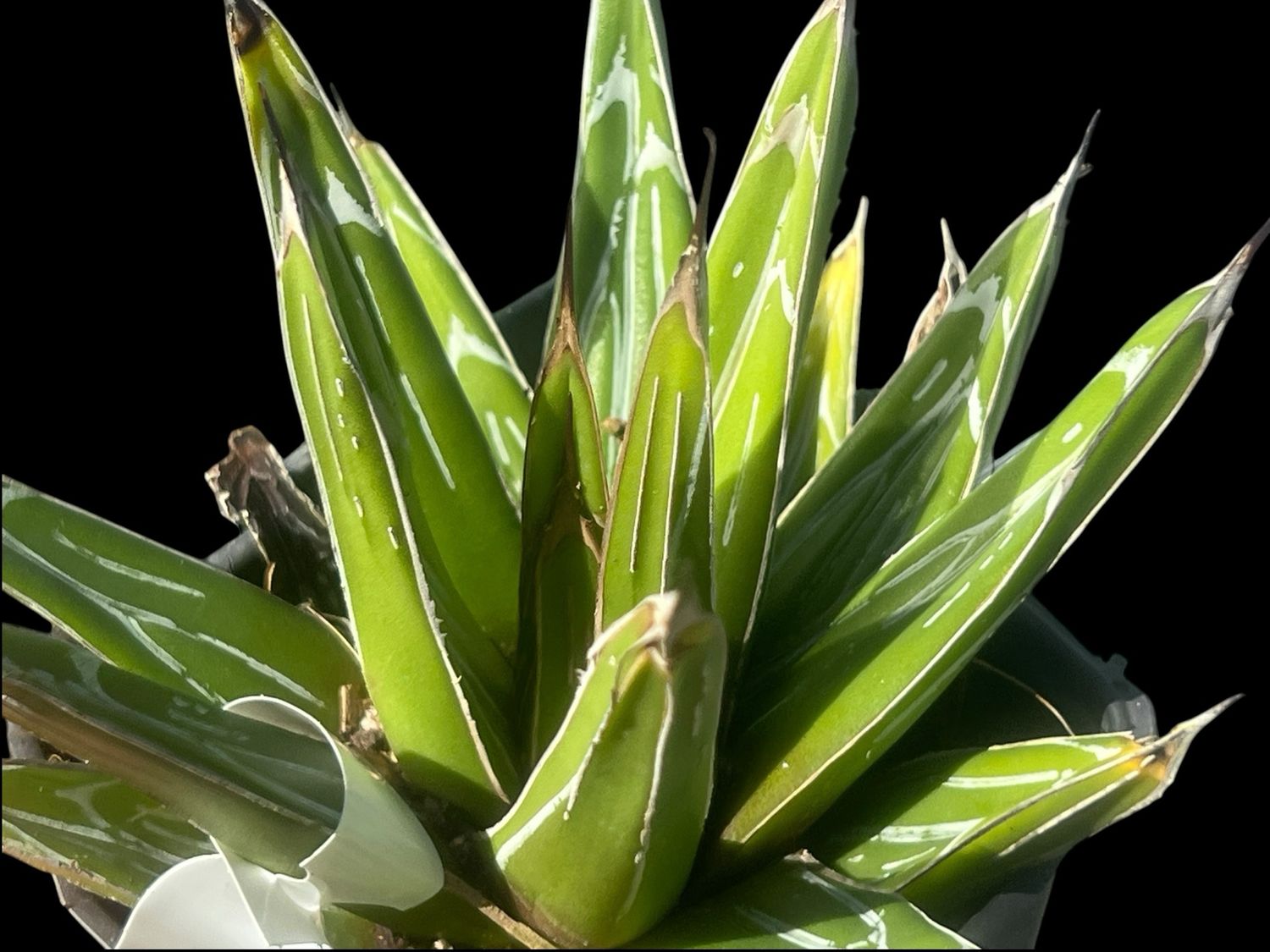 Agave victoriae-reginae ‘Porcupine’