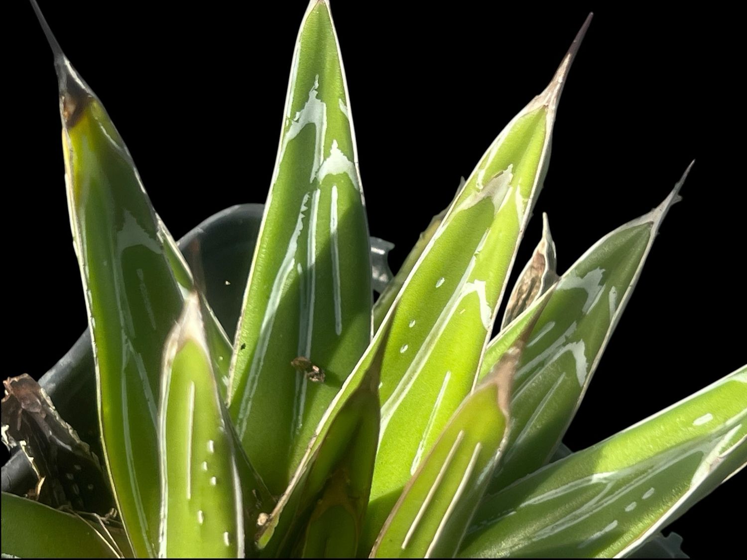 Agave victoriae-reginae ‘Porcupine’