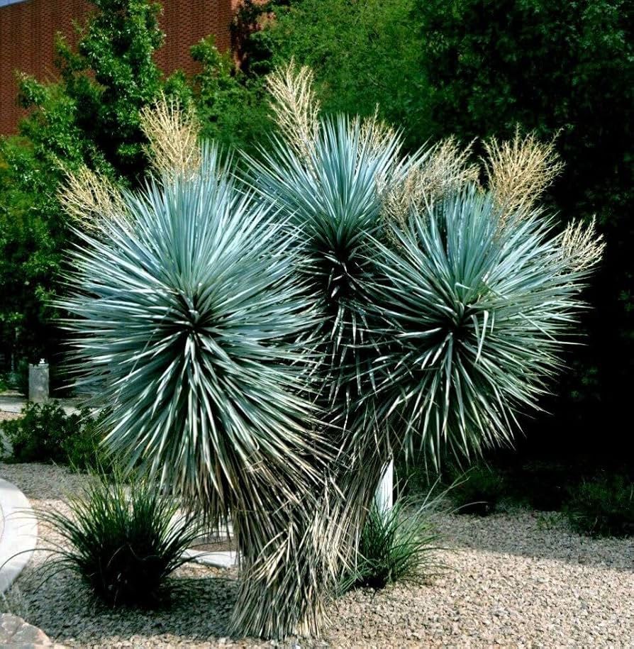 Yucca rostrata  Blue Beaked Yucca