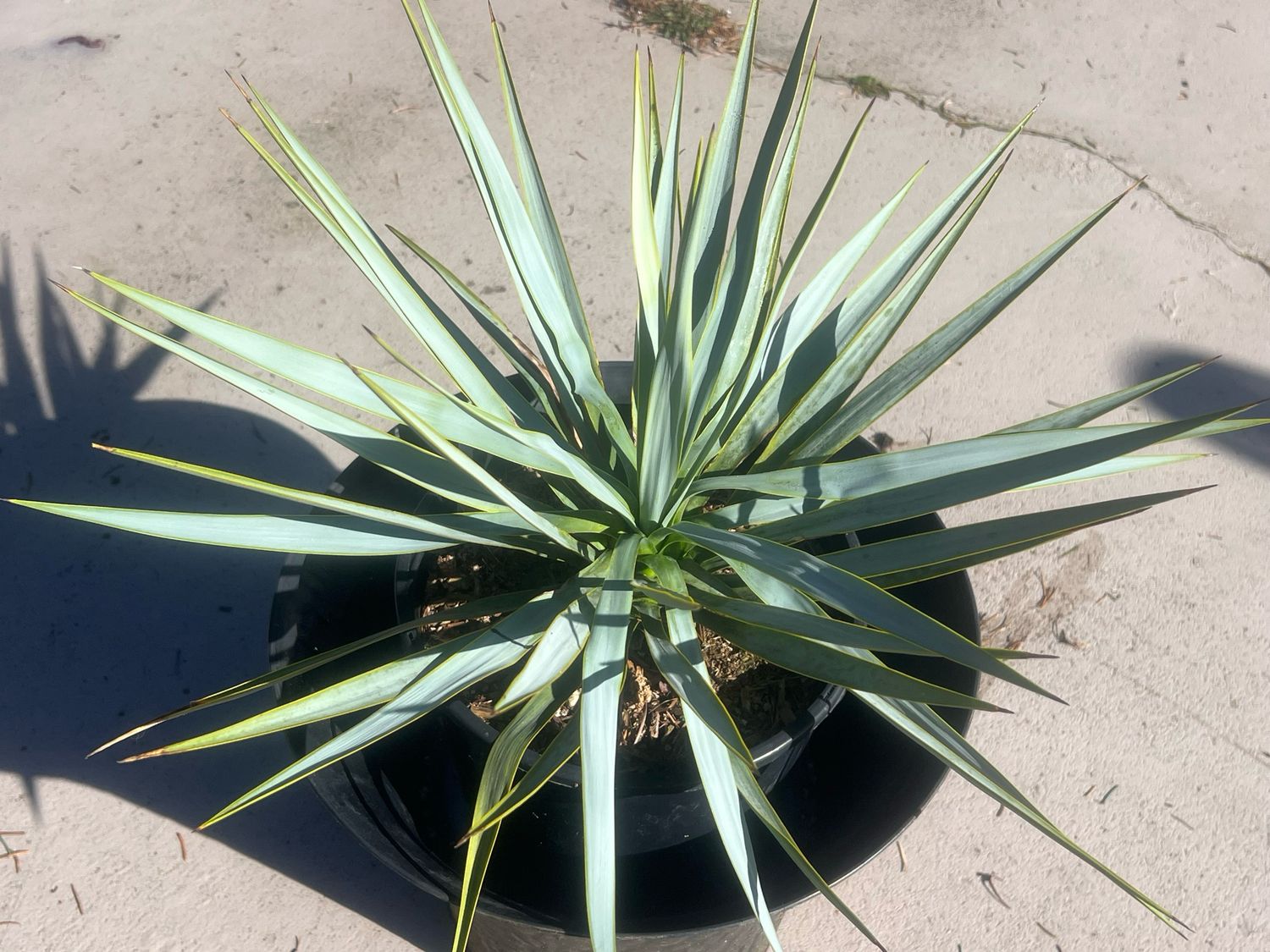 Yucca rostrata – Blue Beaked Yucca for Sale Canada