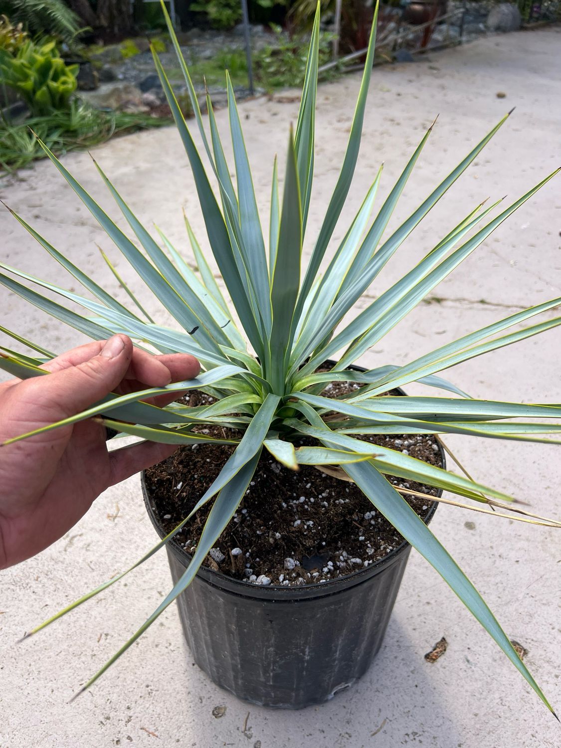 Yucca rostrata  Blue Beaked Yucca