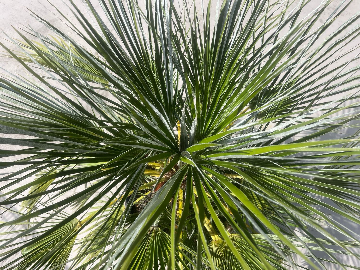 Chamaerops humilis European Fan Palm Canada (Large)