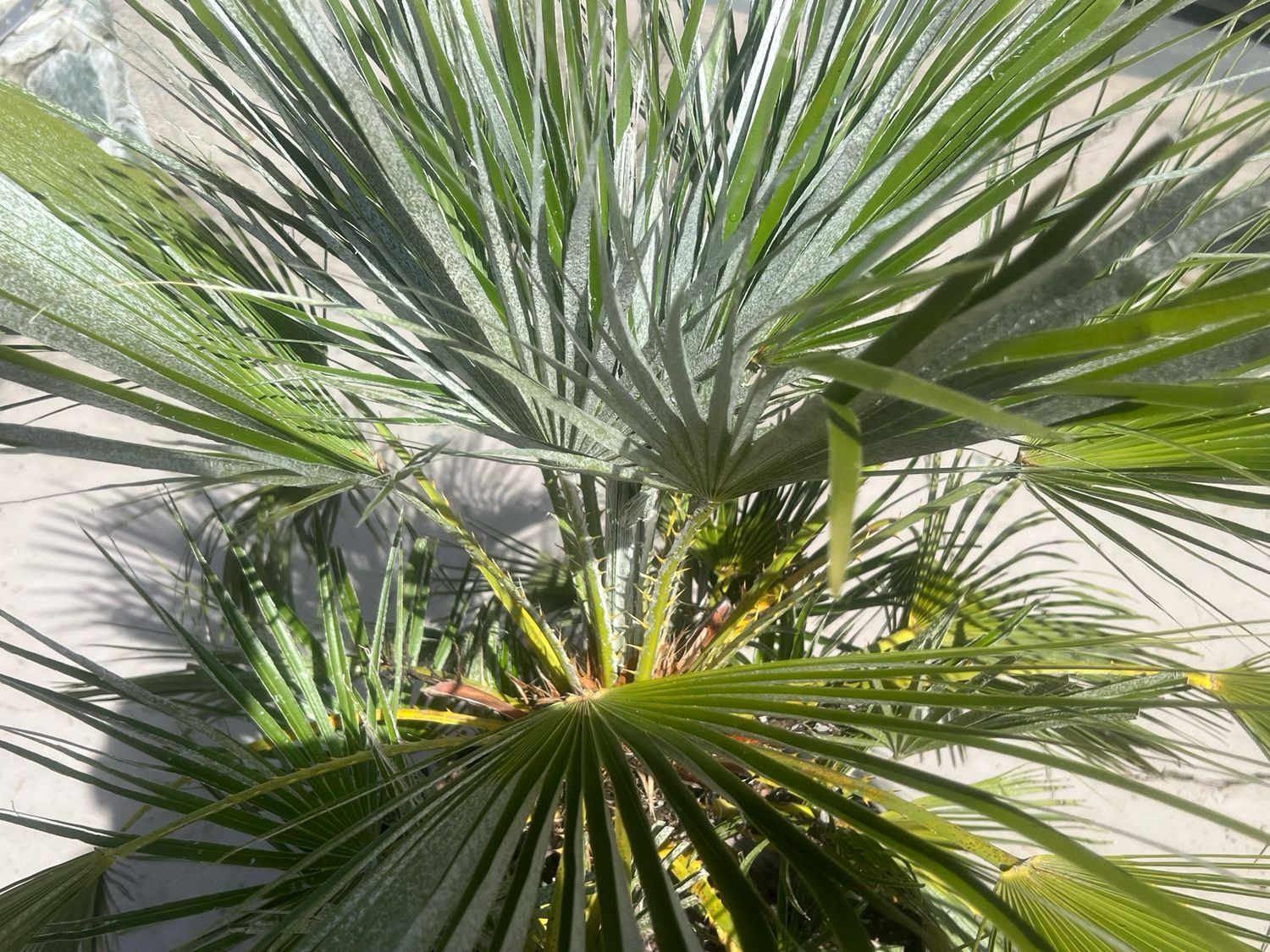 Chamaerops humilis European Fan Palm Canada (Large)