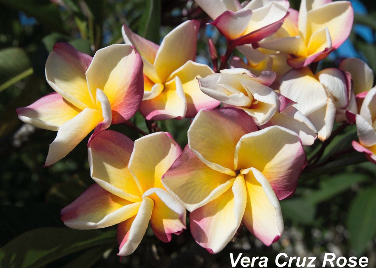 Plumeria “Vere Cruz Rose” x Self -Coming Soon!