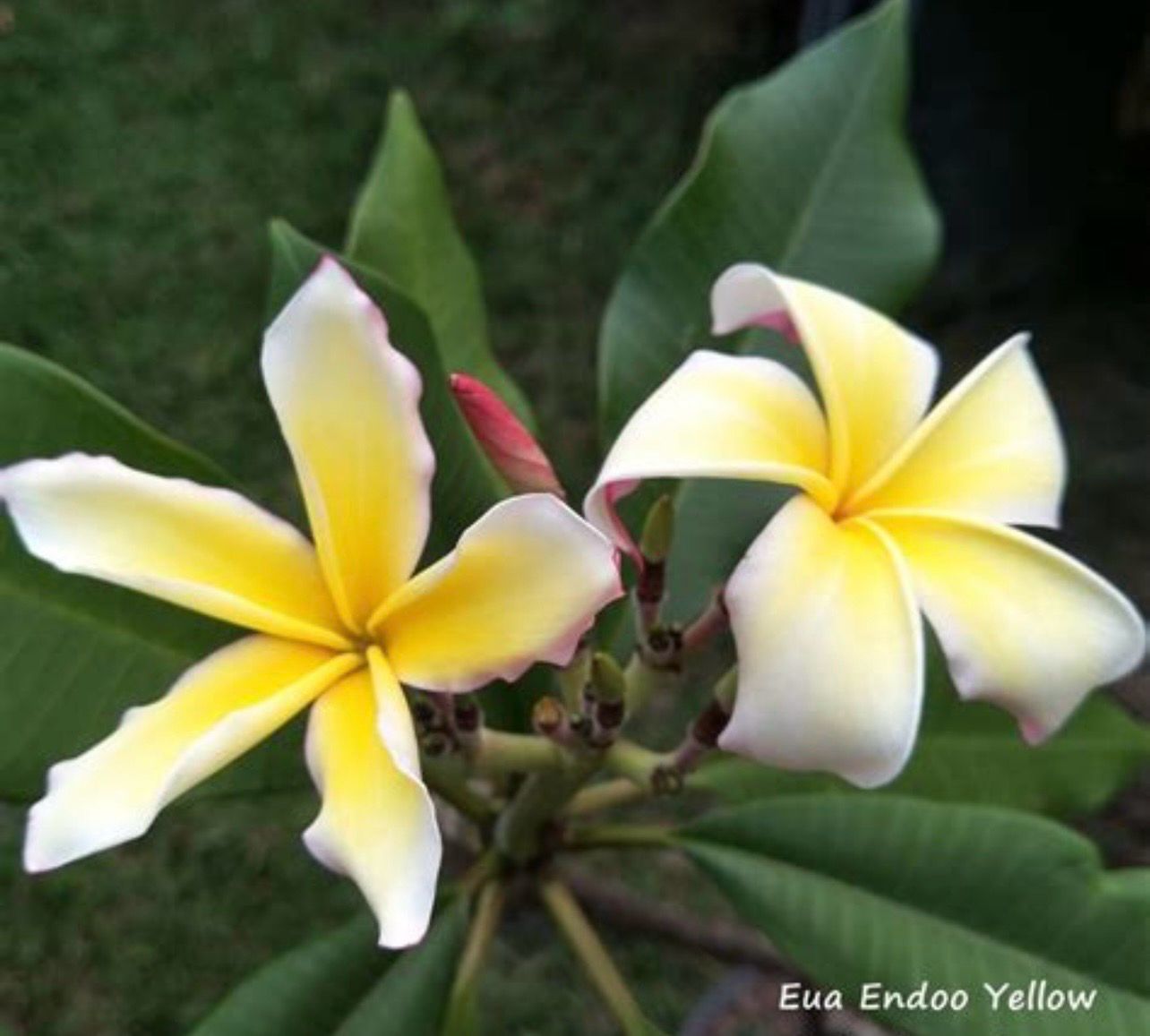 Plumeria “Eua Enddoo Yellow” x Self -Coming Soon!