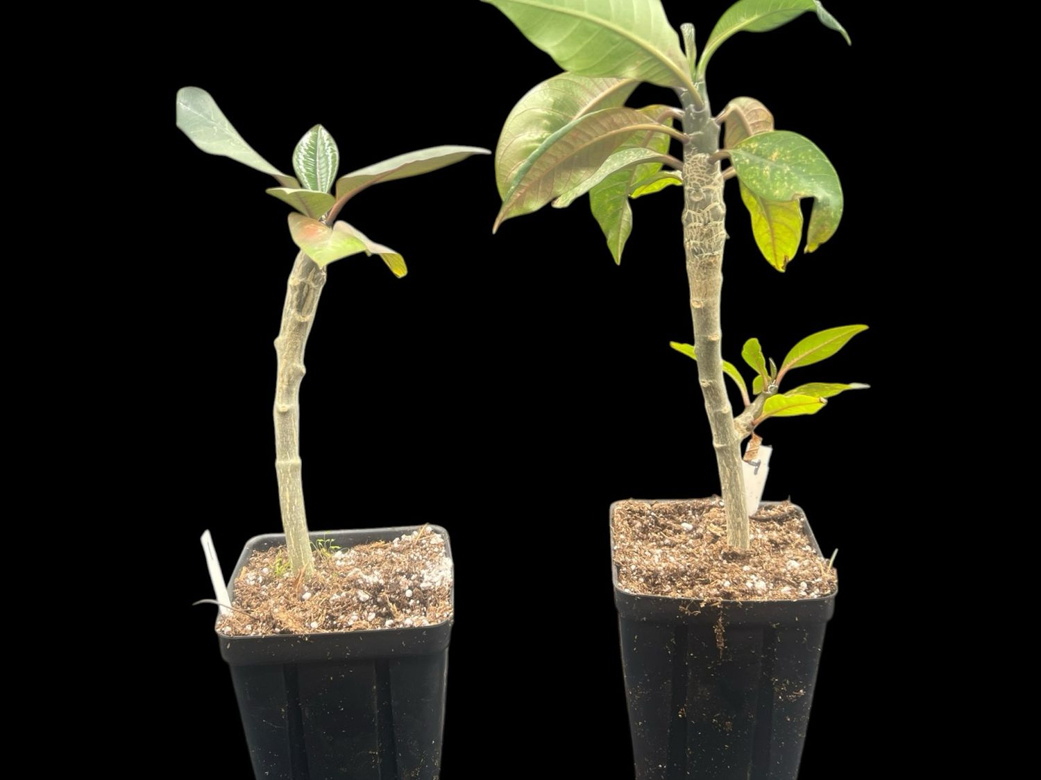 Plumeria Frangipani Tree “Eua Enddoo Yellow” x Self 