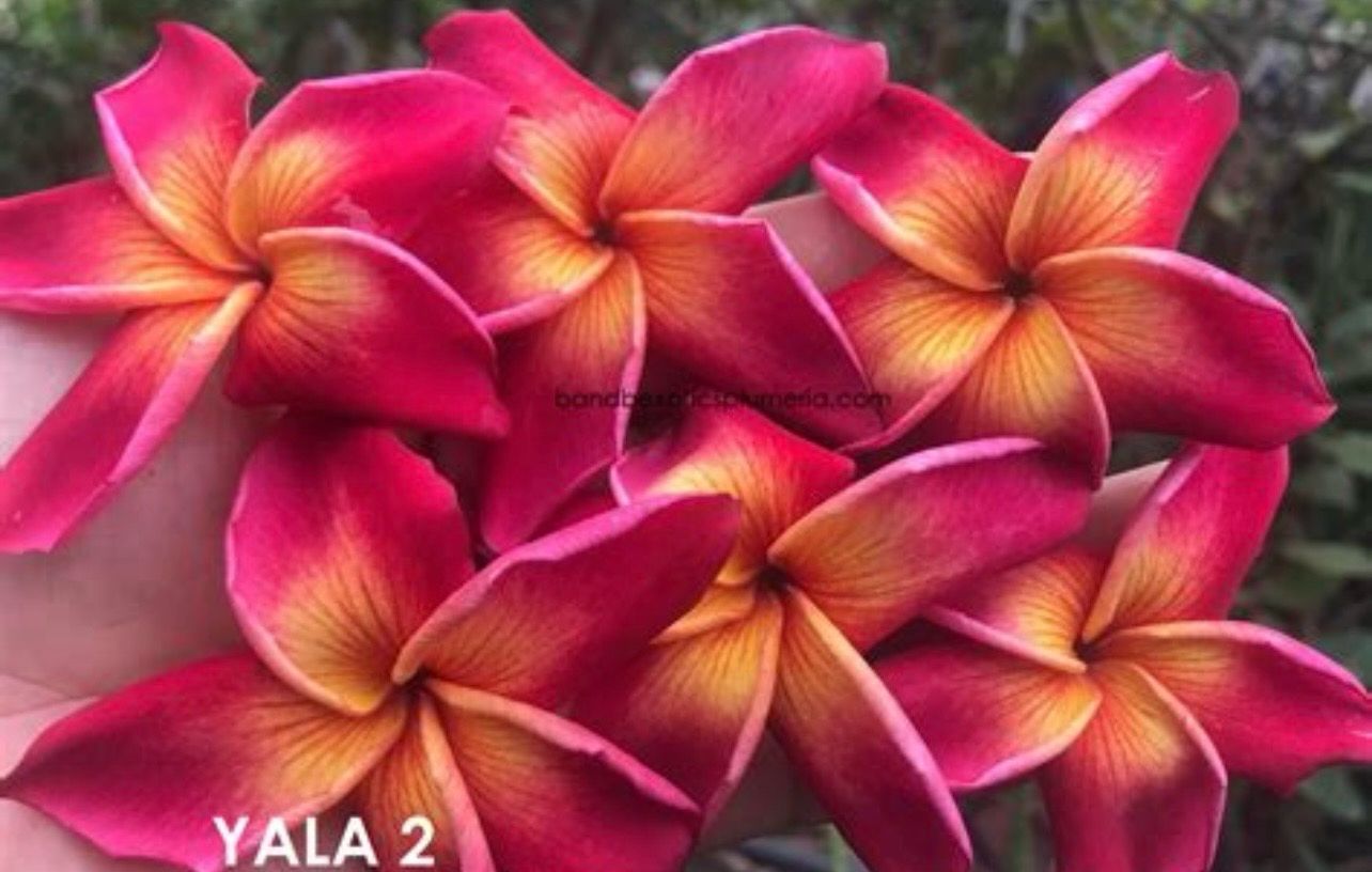 Plumeria “Yala#2” x Self -Coming Soon!