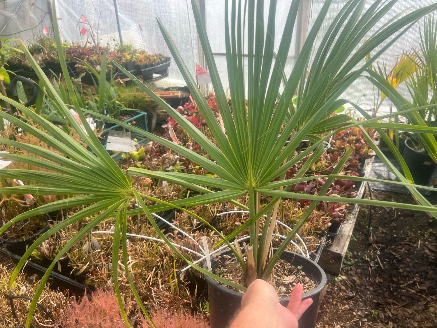 Sabal palmetto Palm -Large