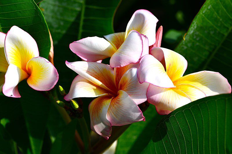 Plumeria Frangipani Tree