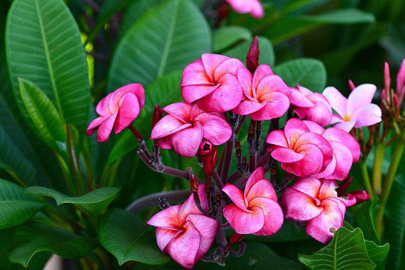 Plumeria Frangipani Tree (Medium)