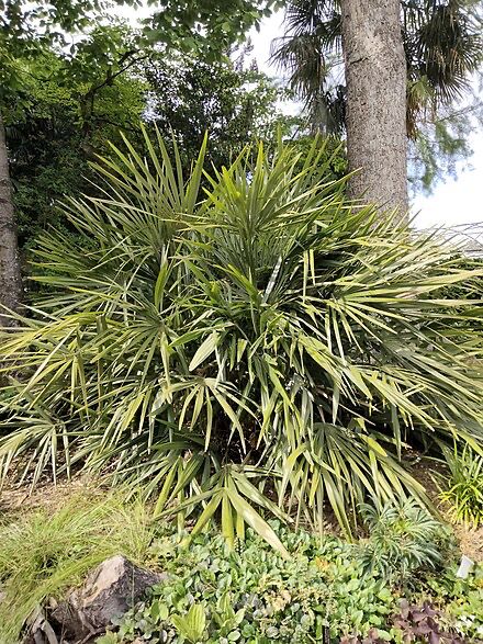 Rhapidophyllum hystrix Needle Palm Washington County, Georgia - Medium 