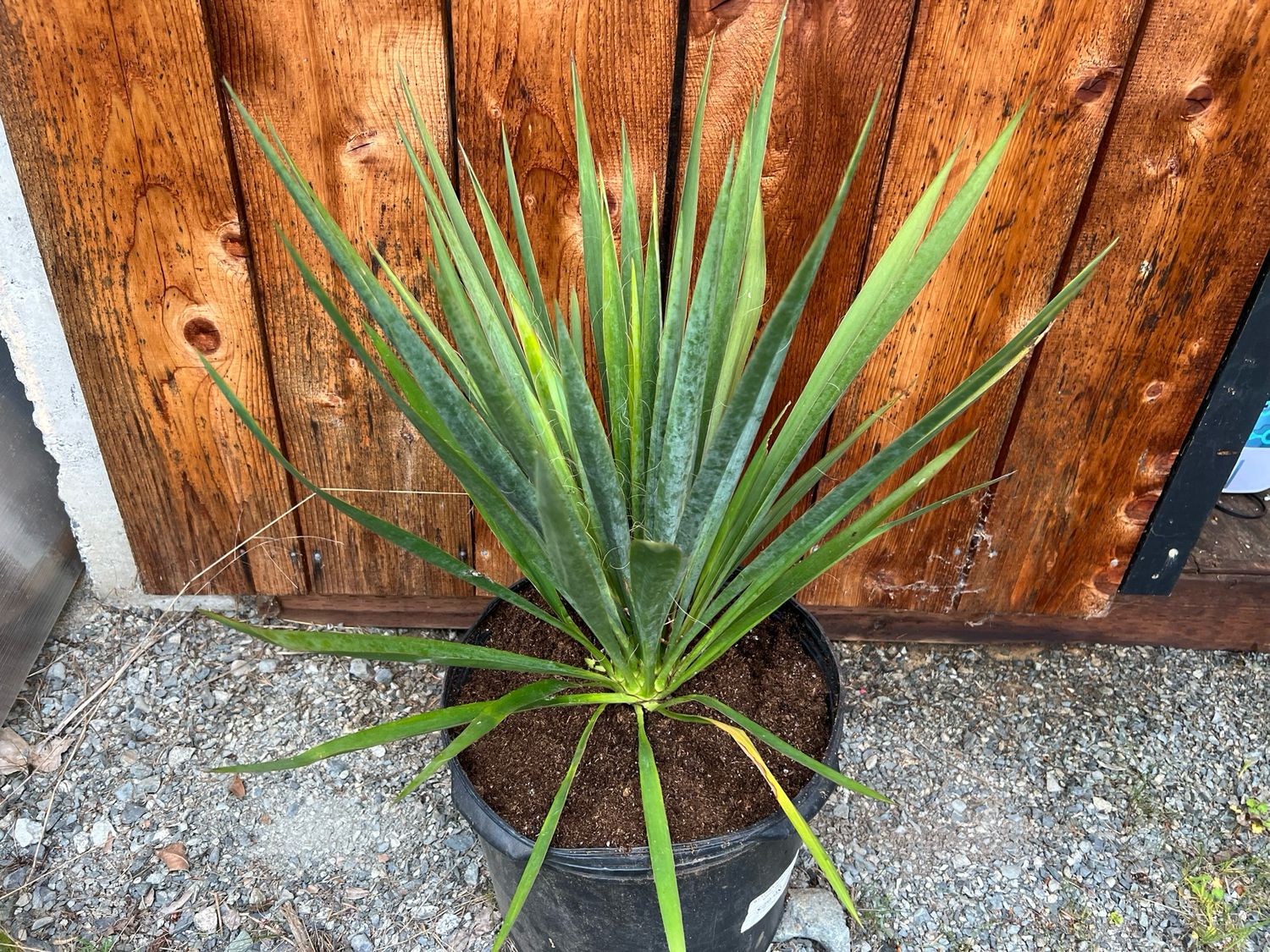 Yucca filamentosa - Adam’s Needle (Large)