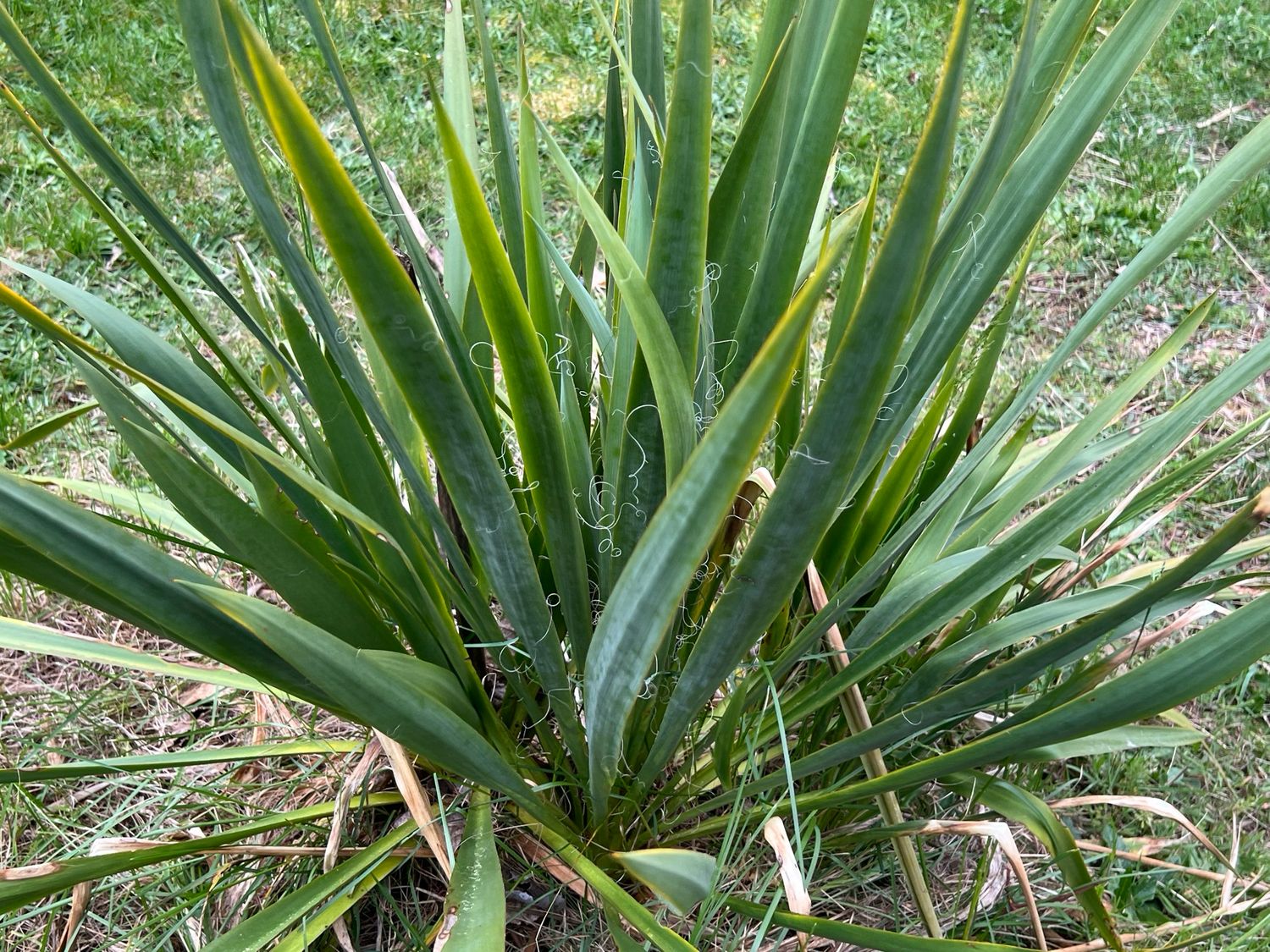 Yucca filamentosa - Adam’s Needle (Large)