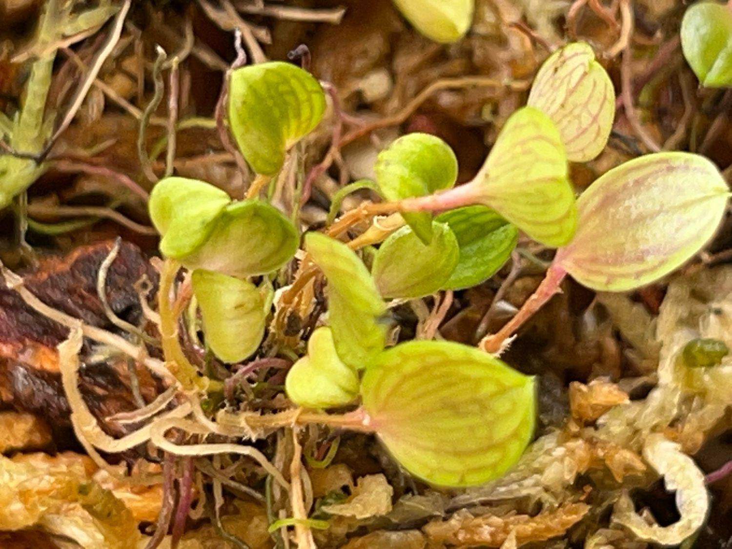 Lepanthes dictyion Orchid 