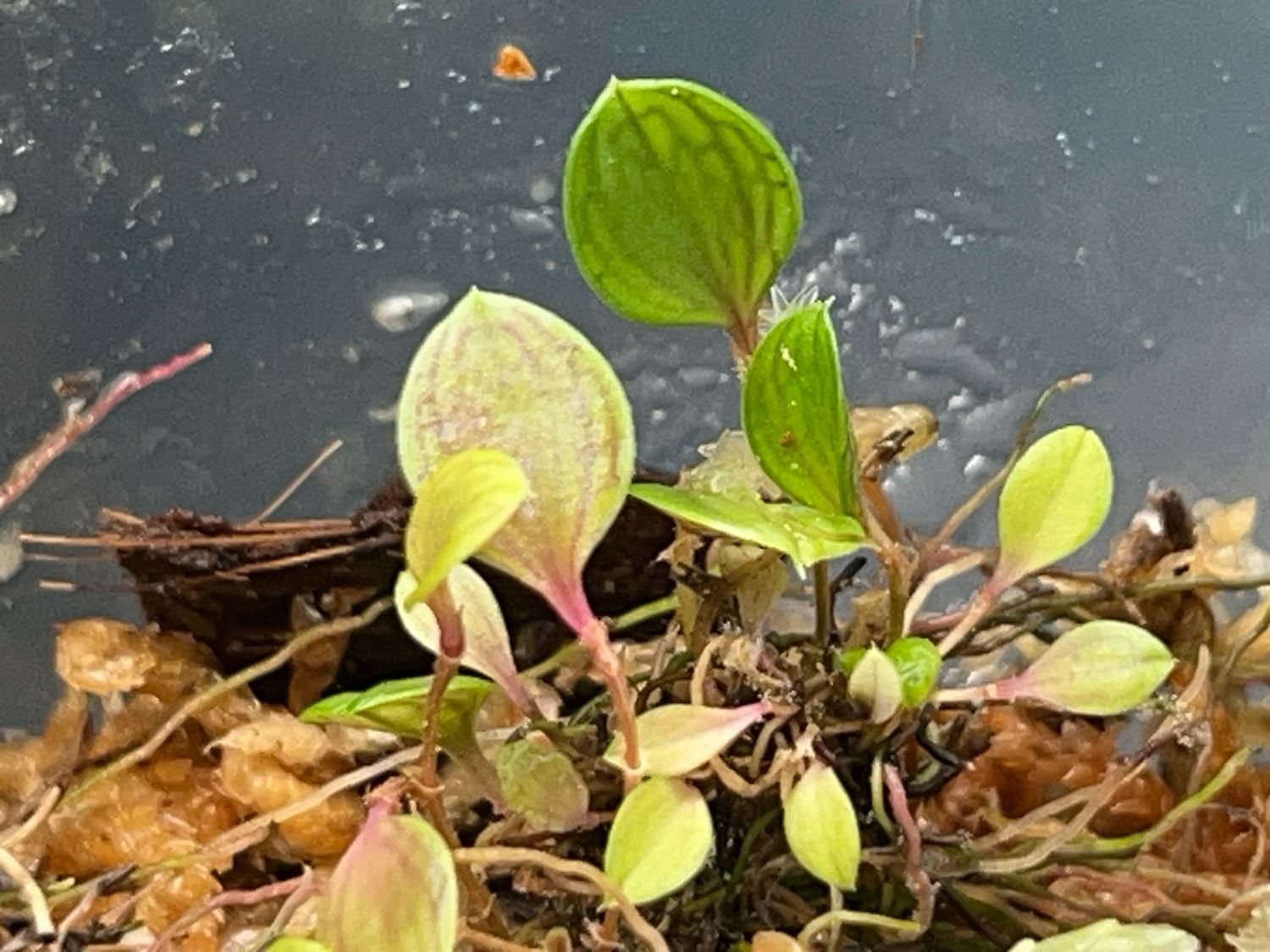 Lepanthes dictyion Orchid 