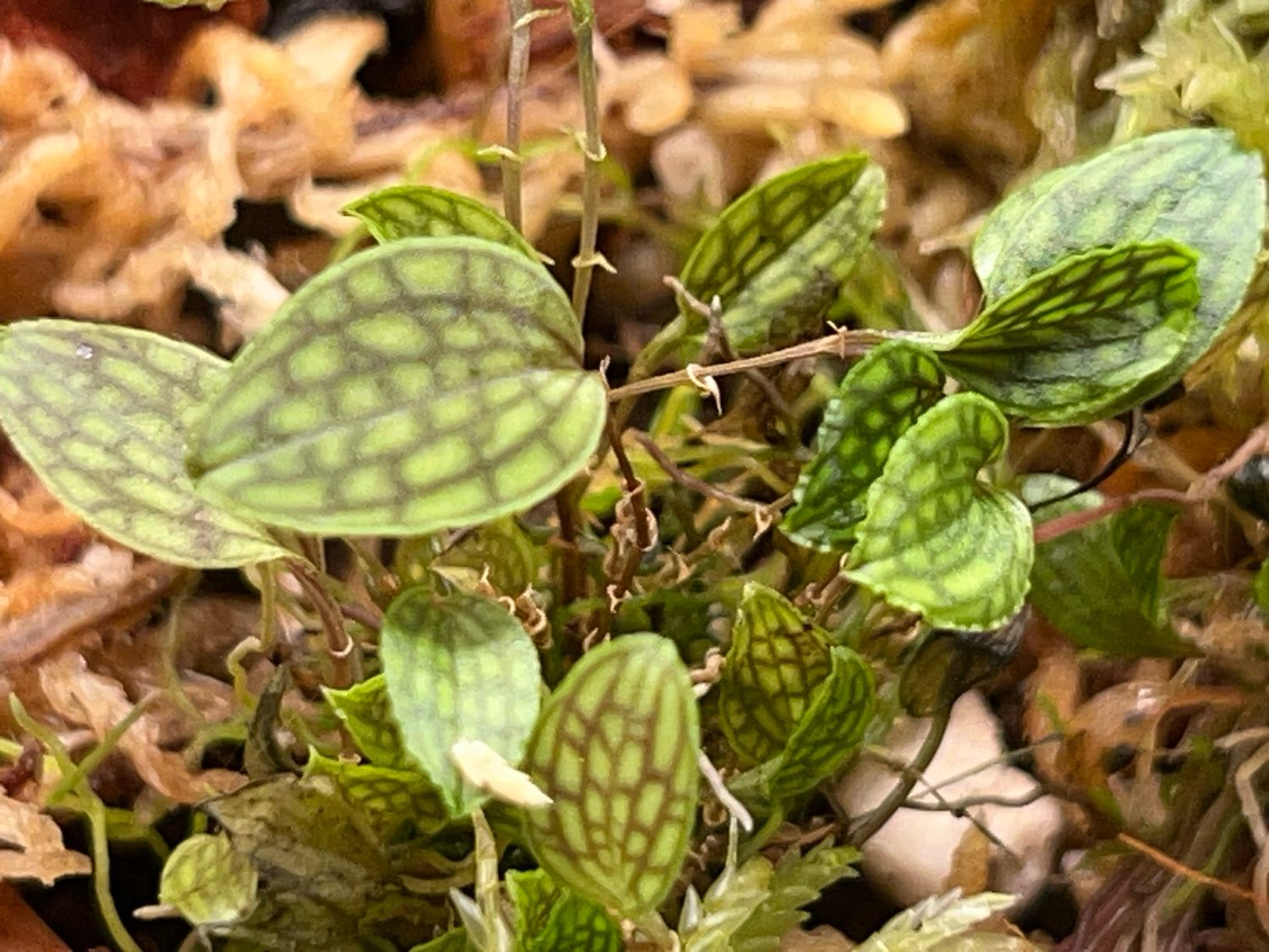 Lepanthes calodictyon Orchid 