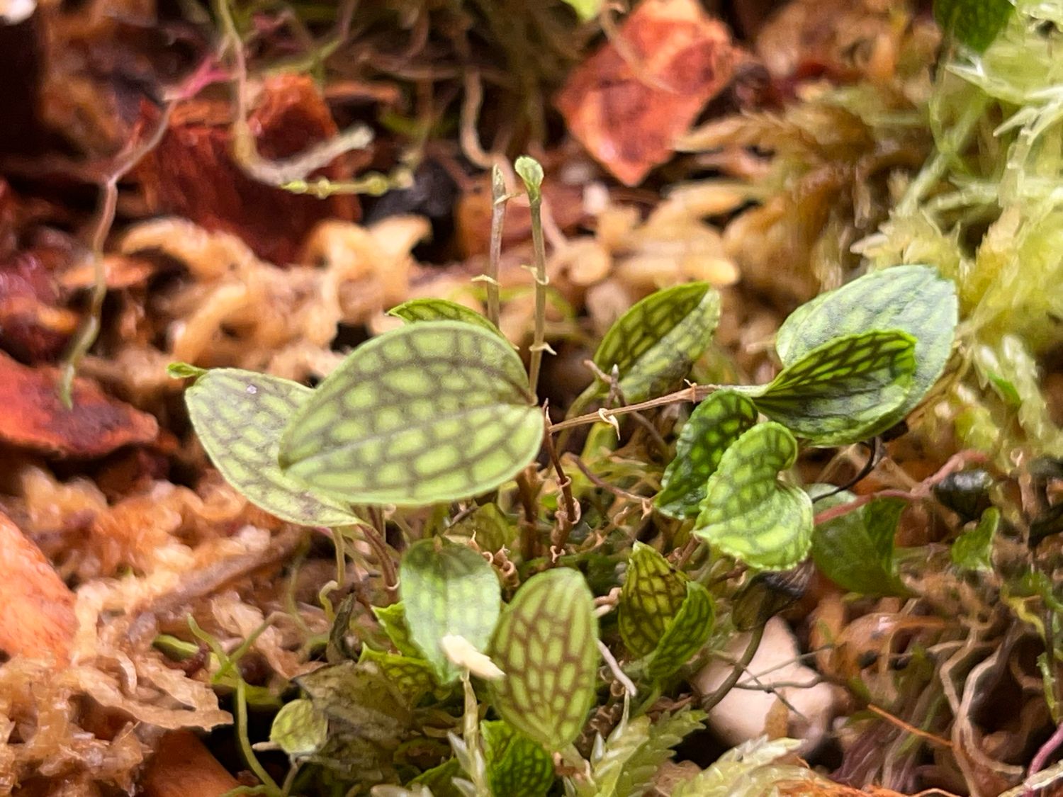 Lepanthes calodictyon Orchid 