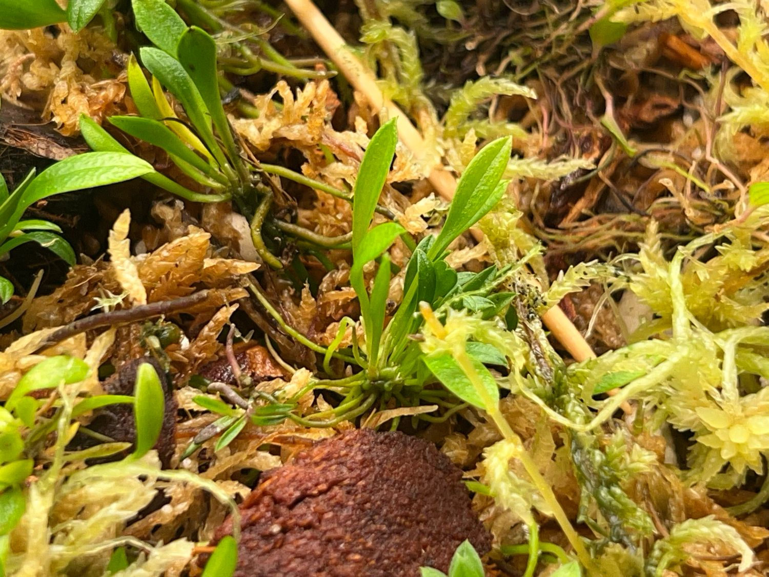 Porroglossum sergii Orchid