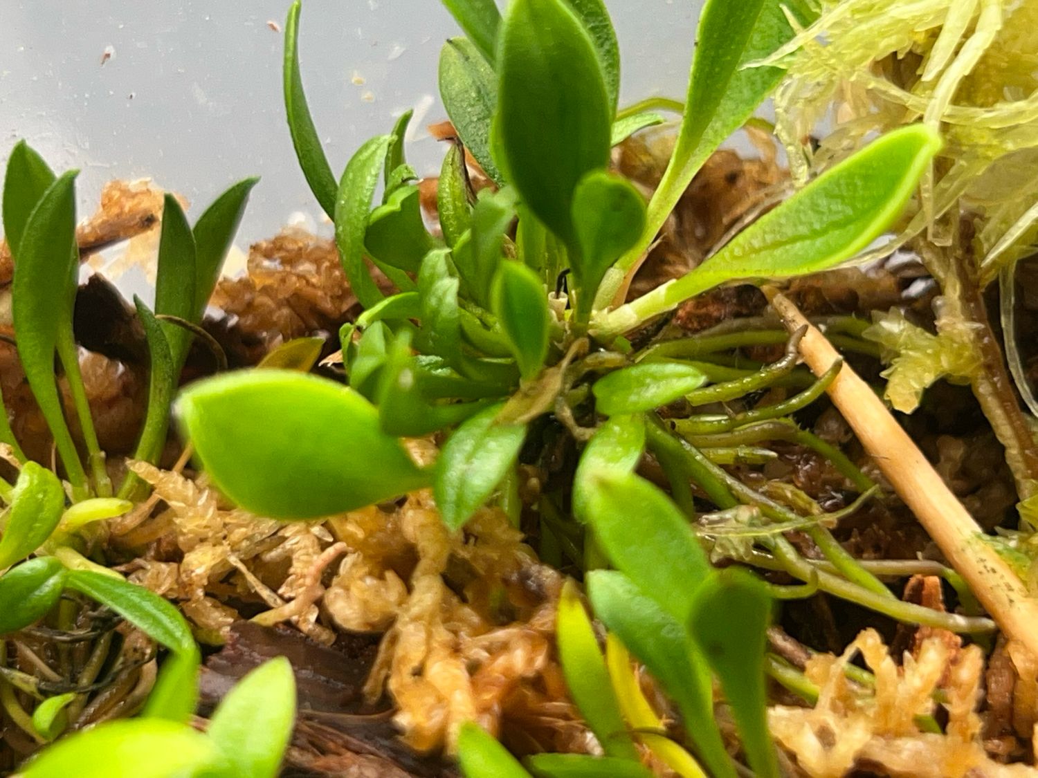 Porroglossum sergii Orchid