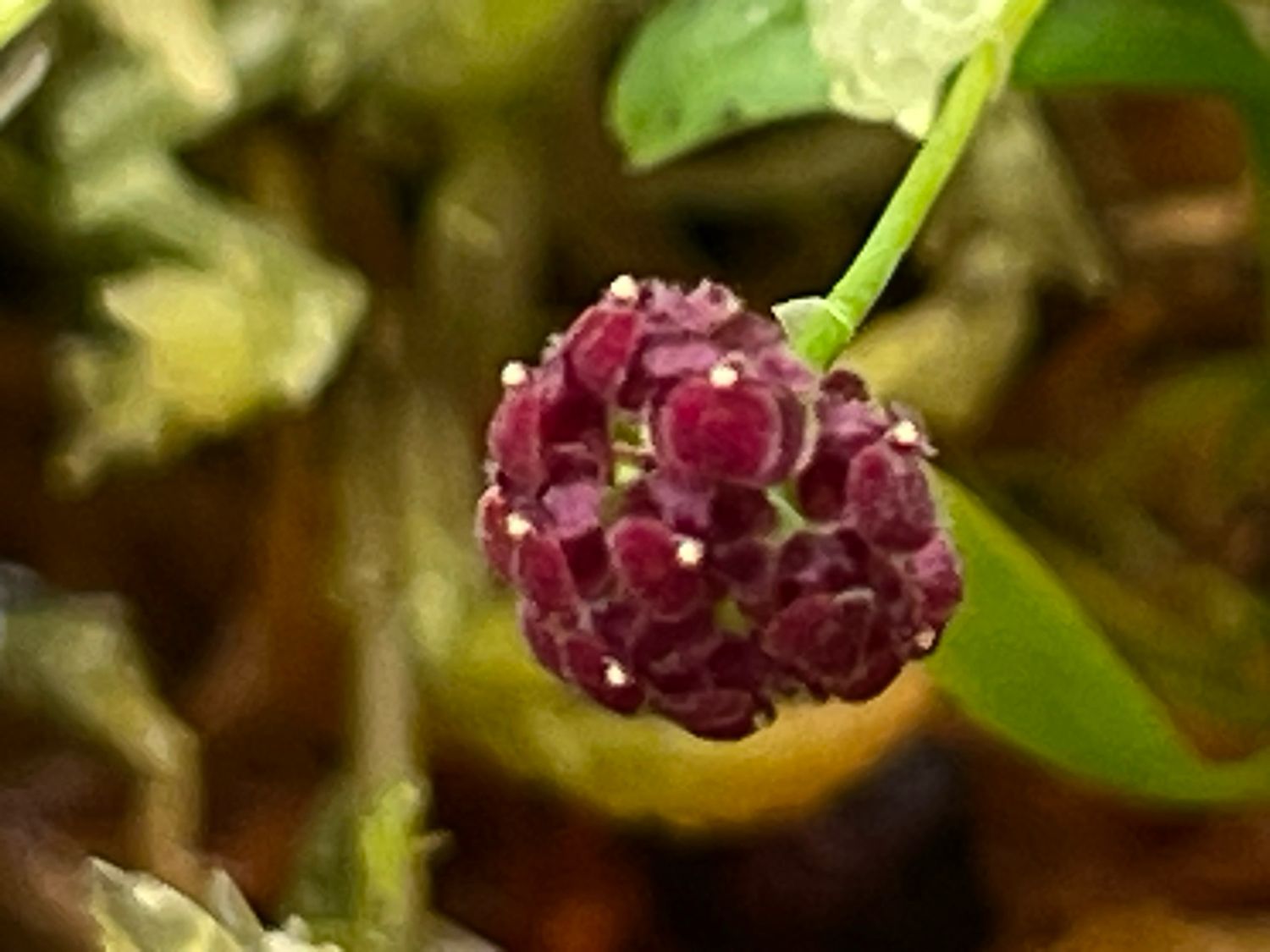 Platystele umbellata Orchid