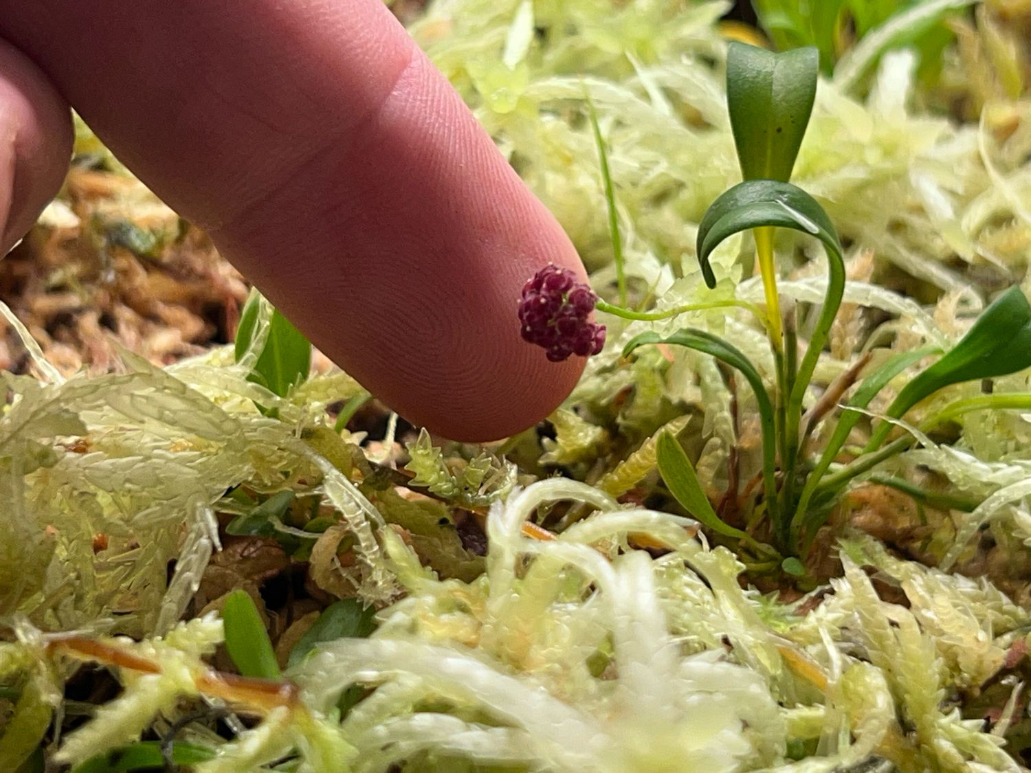 Platystele umbellata Orchid