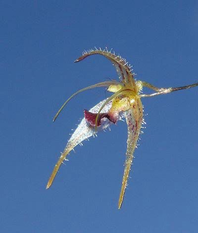 Specklinia furcatipetala Orchid - Rare