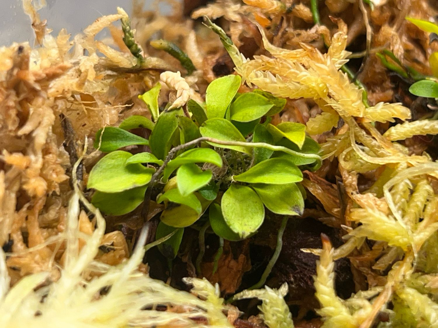 Specklinia furcatipetala Orchid - Rare