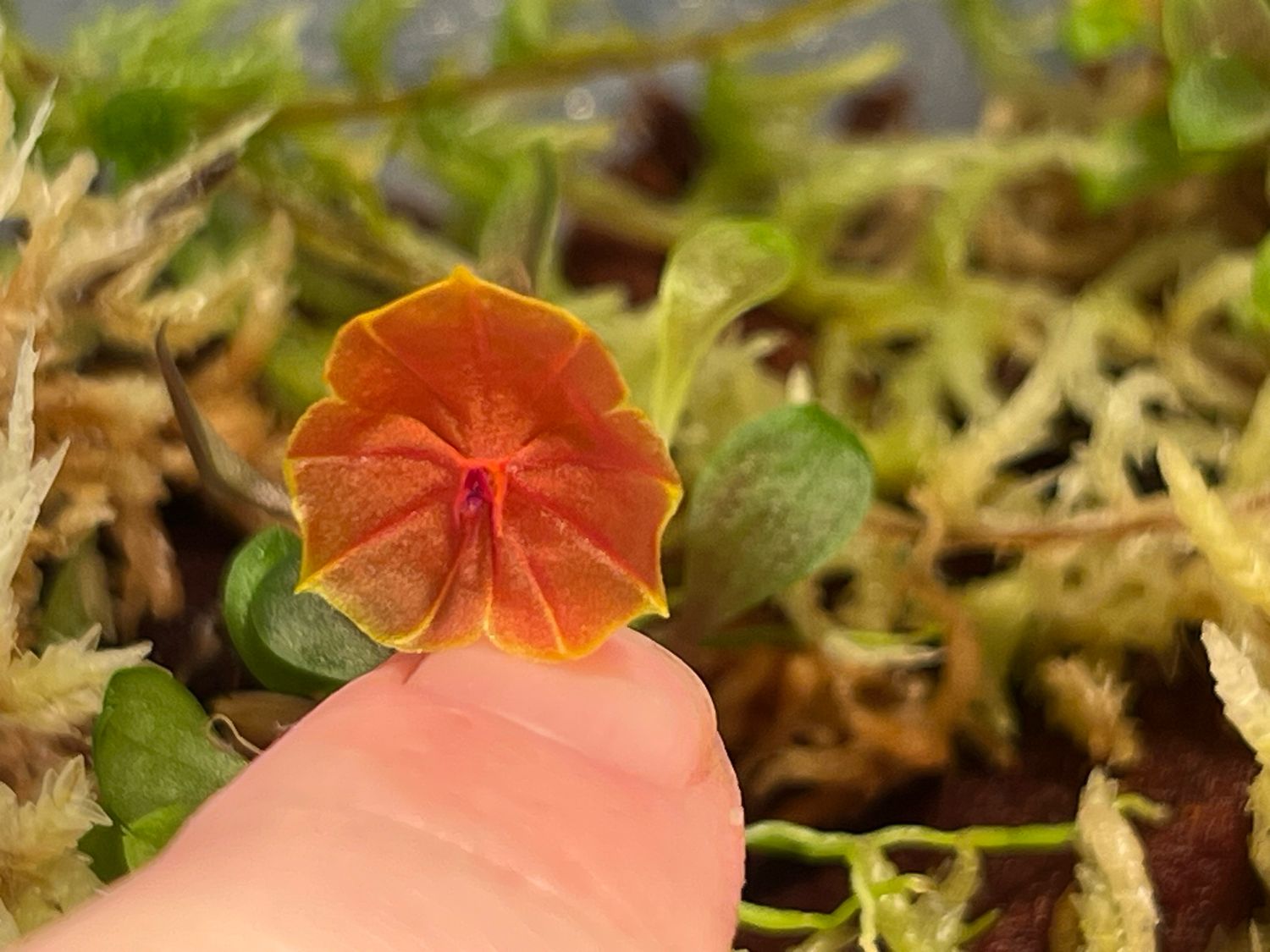 Lepanthes telipogoniflora “Uchuay” Orchid - Blooming Size
