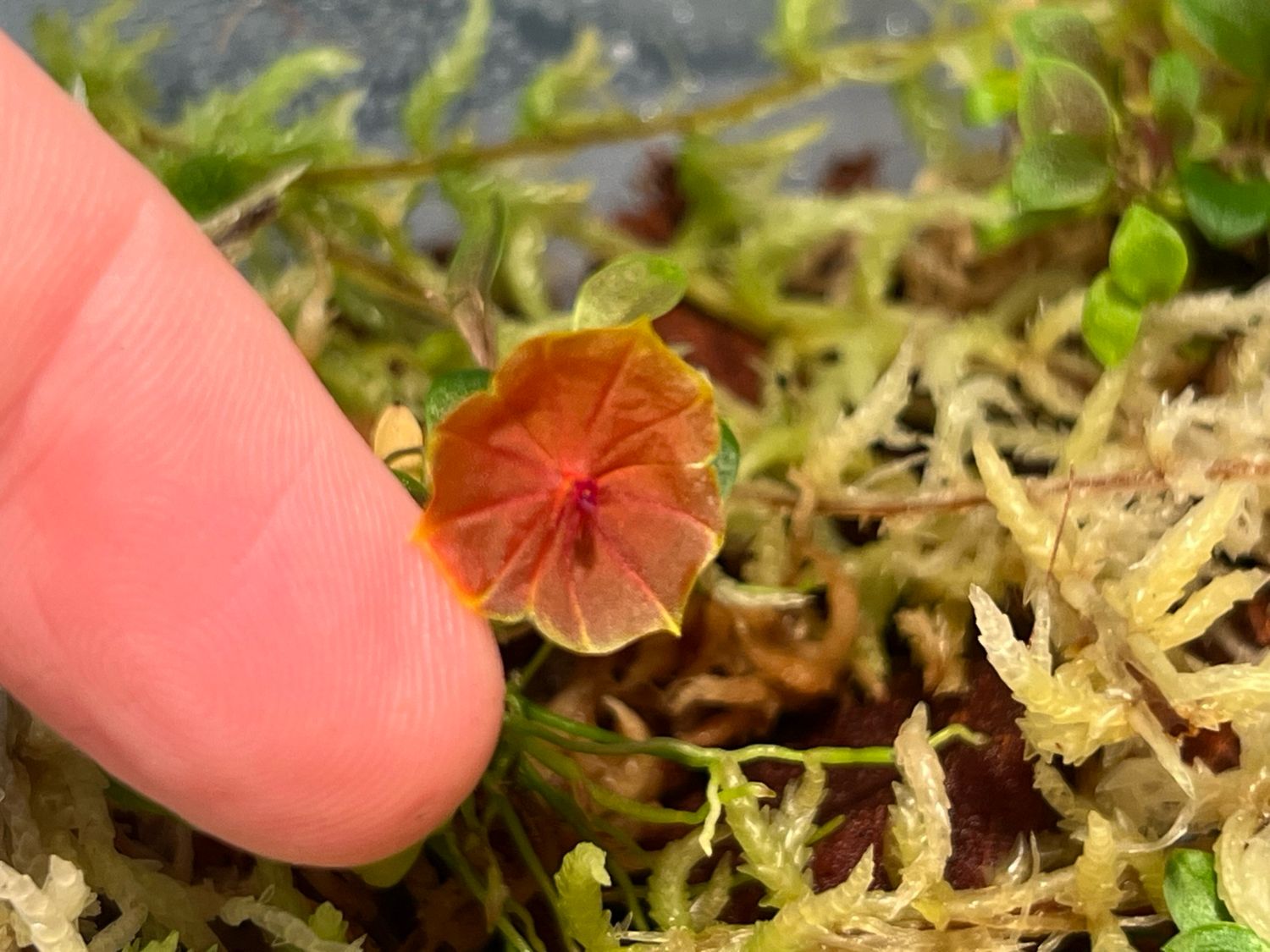 Lepanthes telipogoniflora “Uchuay” Orchid - Blooming Size