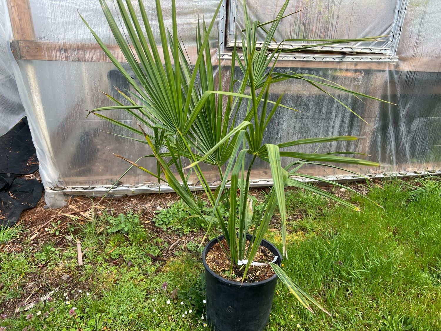 Sabal × brazoriensis Palm -X- Large