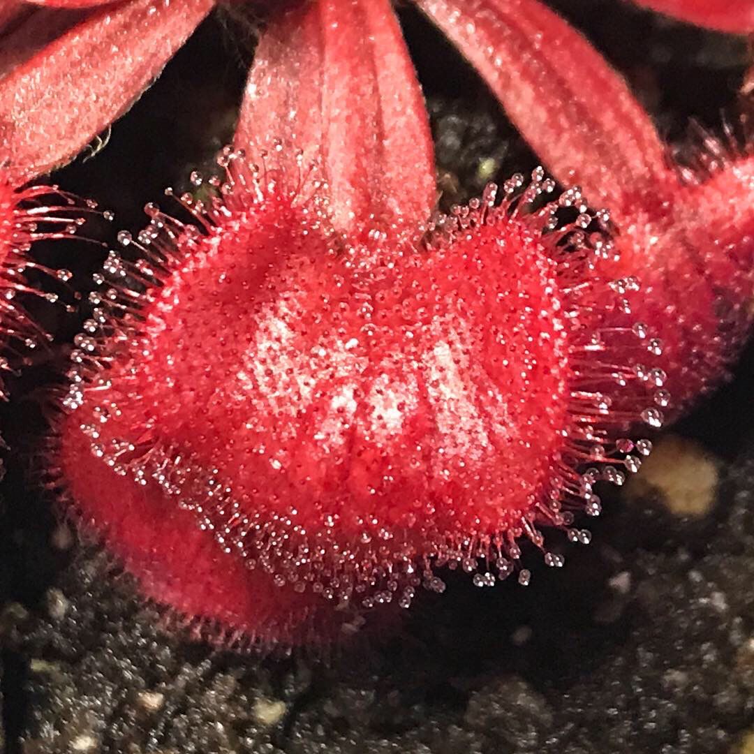 Drosera falconeri - Palmerston “White Flower” 