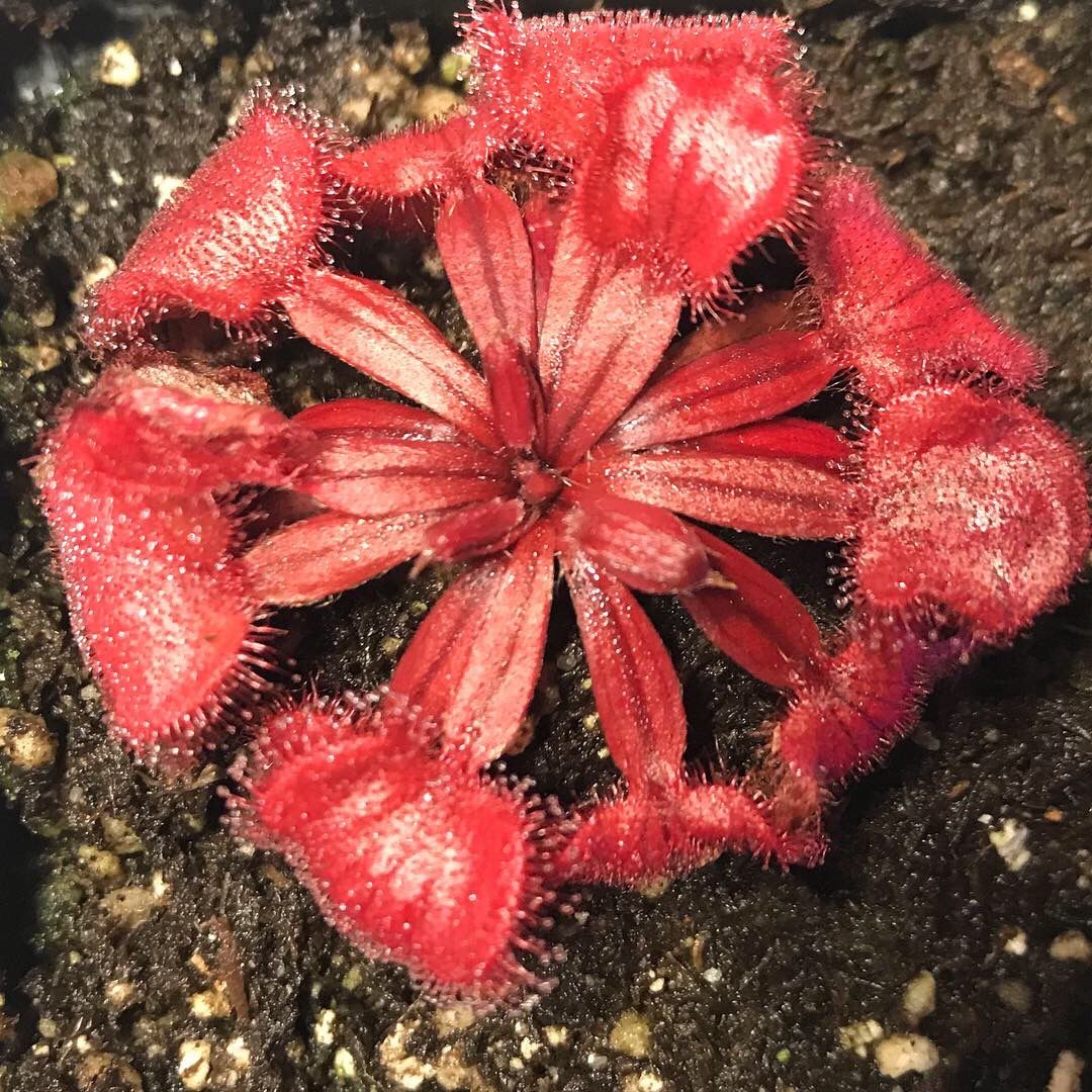 Drosera falconeri - Palmerston “White Flower” 