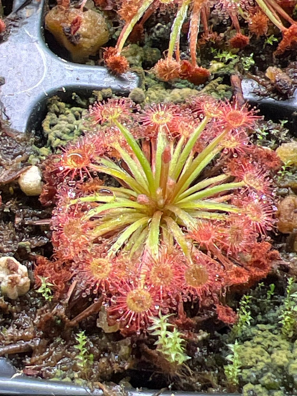 Drosera petiolaris - Endevour River, North Queensland - Very Limited!