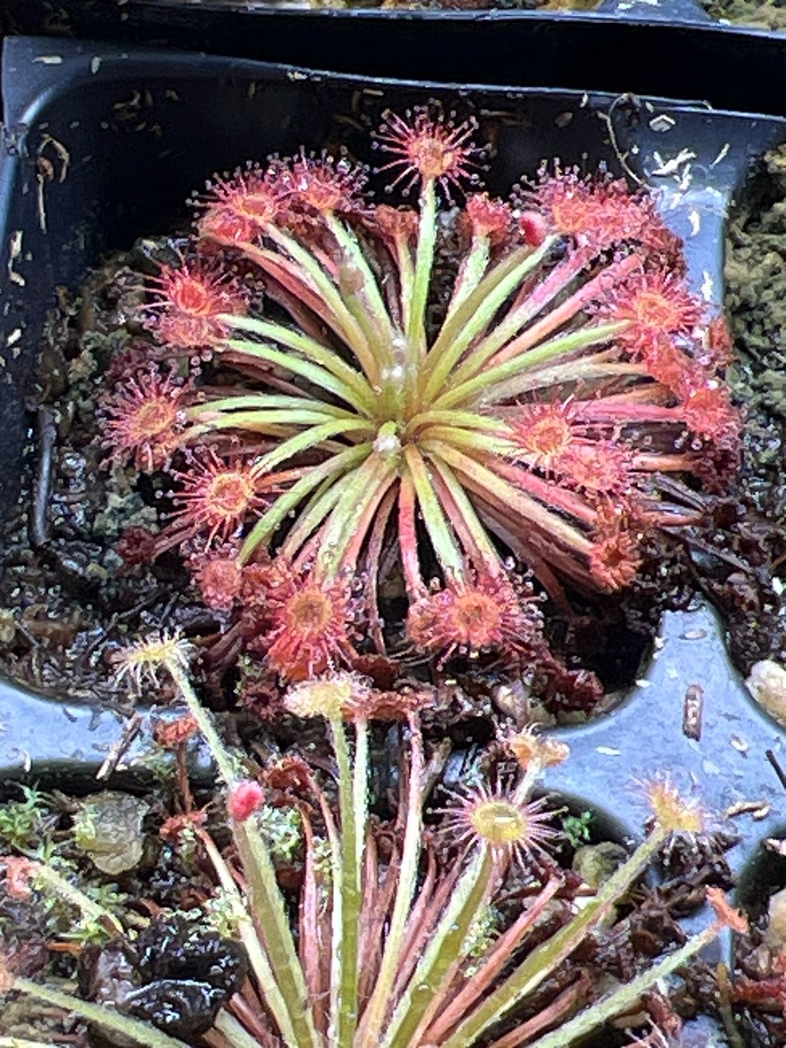 Drosera petiolaris - Endevour River, North Queensland - Very Limited!