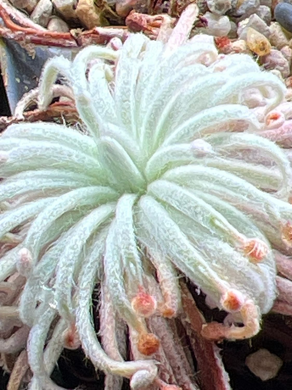 Drosera lanata Sandy Tate River- Very Limited! 