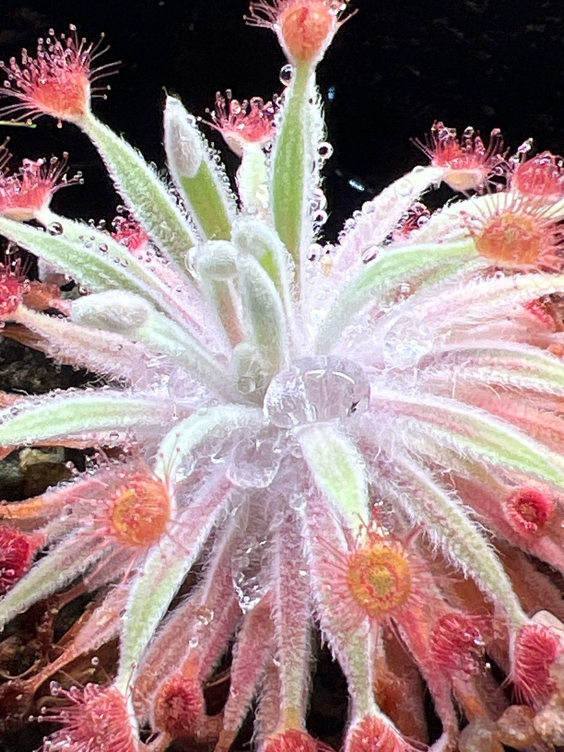 Drosera ordensis - Keep River