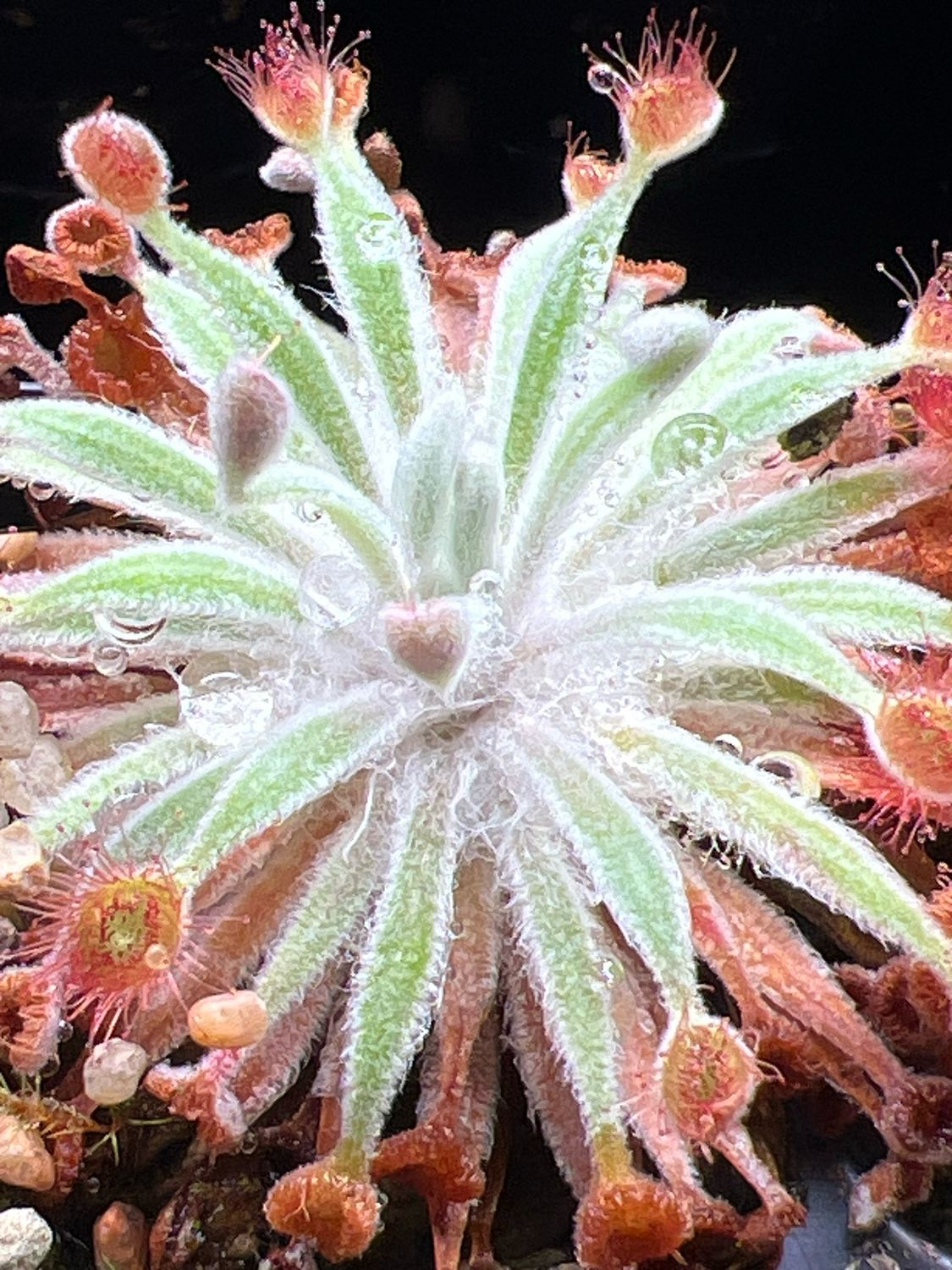 Drosera ordensis - Keep River