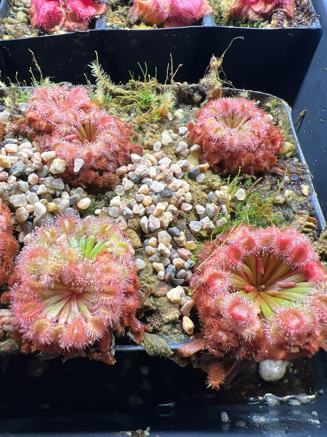 Drosera darwinensis 