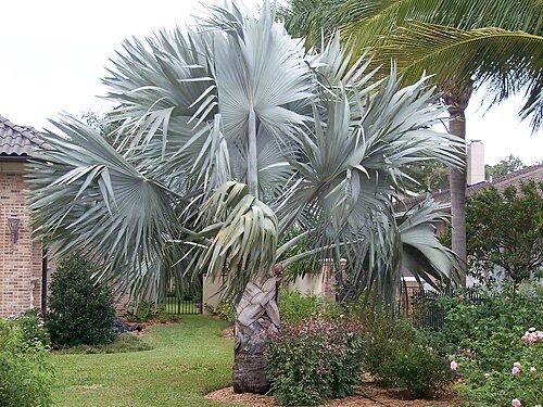 Bismarckia nobilis ‘Silver’ – Silver Bismarck Palm