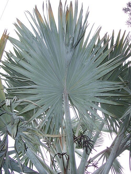 Bismarckia nobilis ‘Silver’ – Silver Bismarck Palm