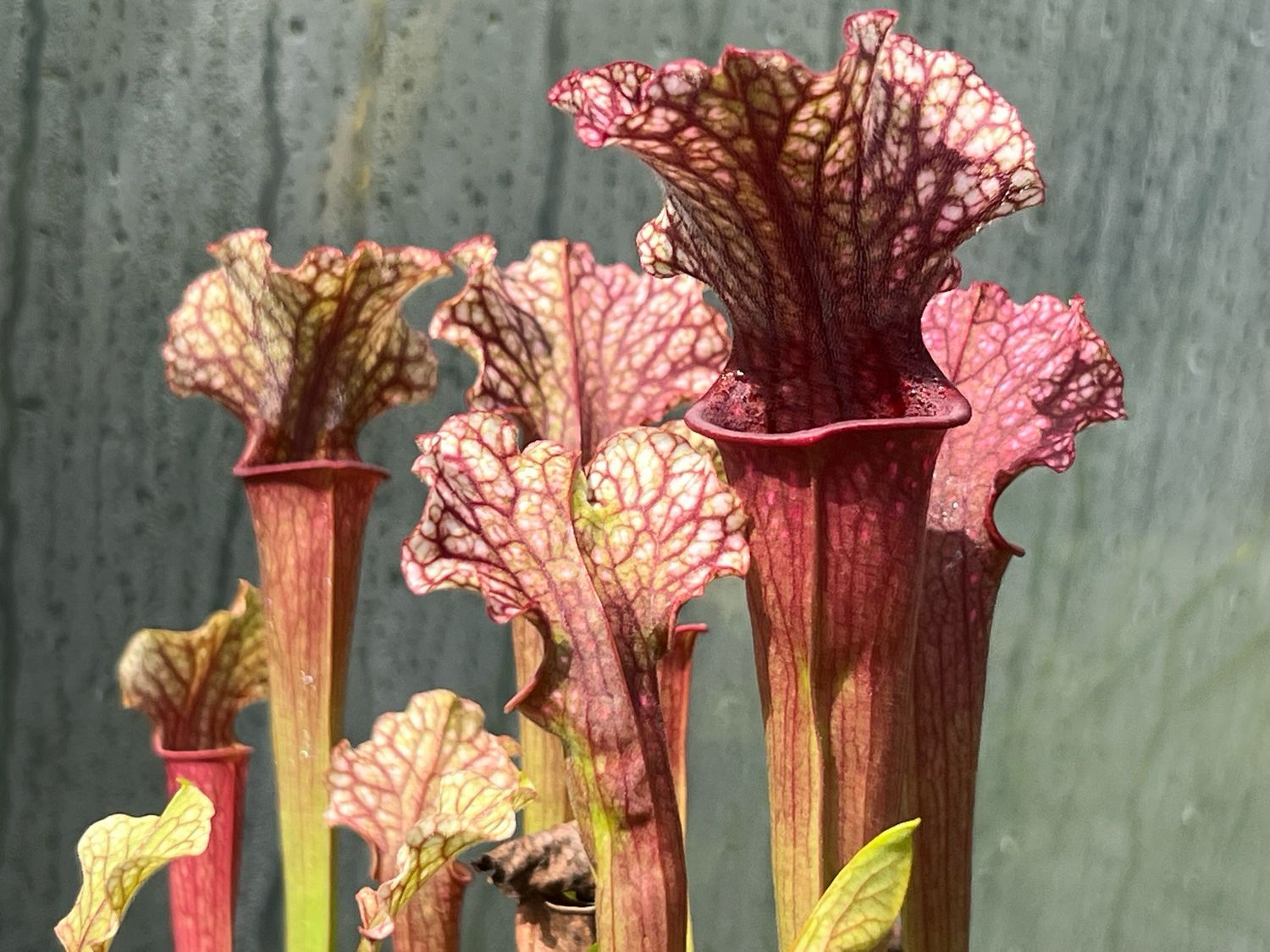 Sarracenia “Judith Hindle” - Divisions 