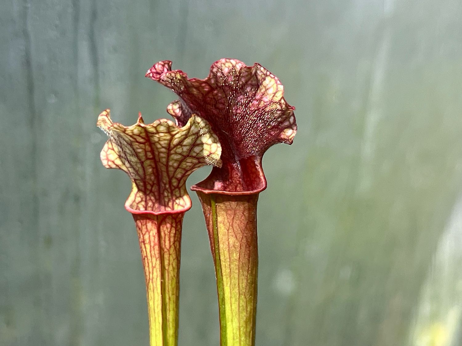 Sarracenia “Judith Hindle” - Divisions 