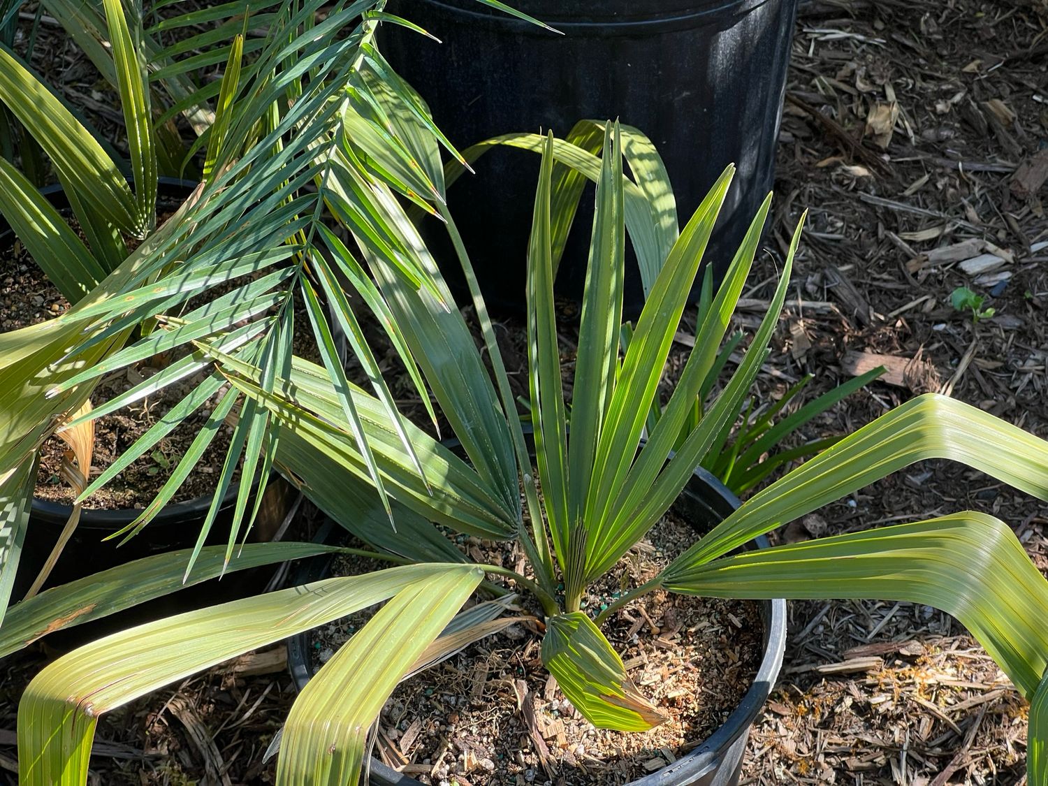 Sabal minor Dwarf Palmetto - Large