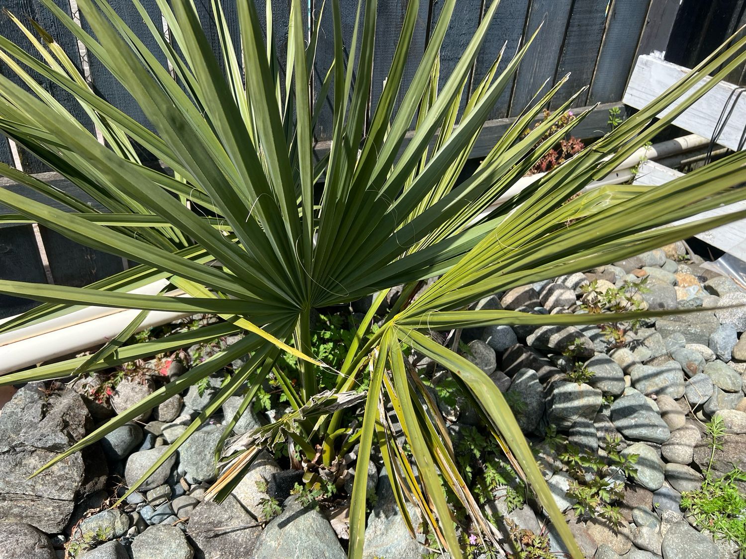 Sabal minor Dwarf Palmetto - Large