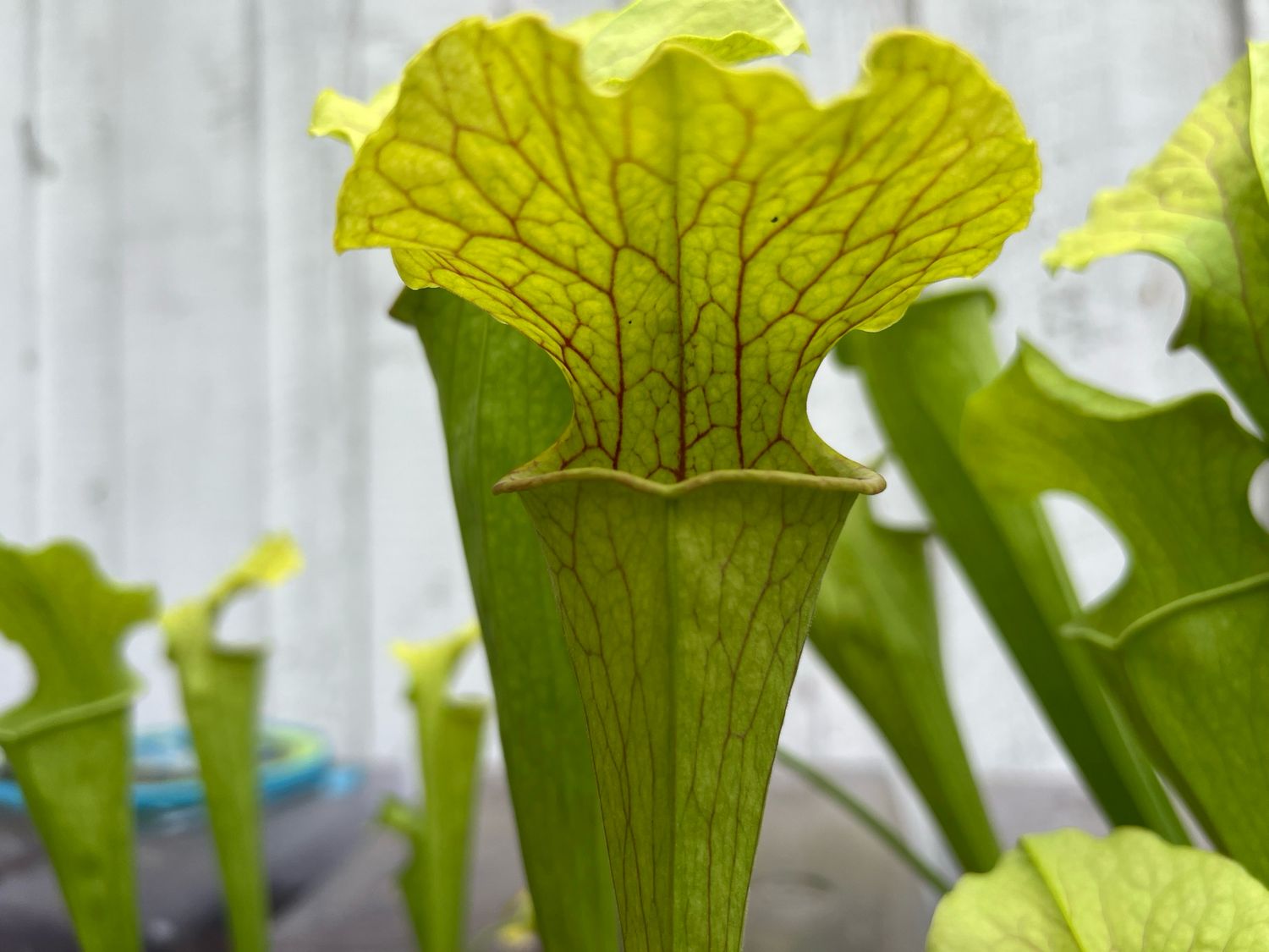 Sarracenia oreophila “Sand Mt.” #4 x Wrigleyana - Divisions 