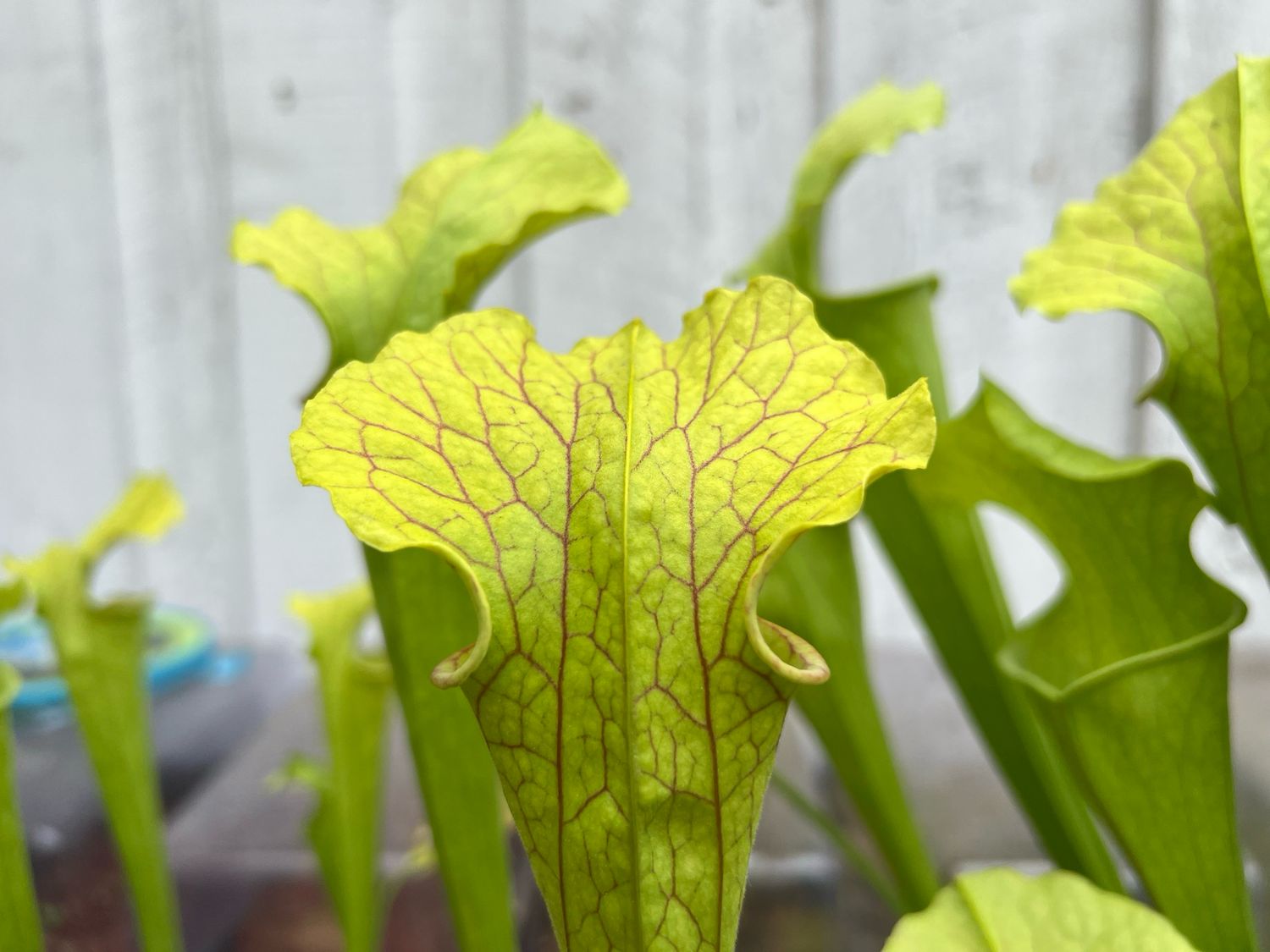 Sarracenia oreophila “Sand Mt.” #4 x Wrigleyana - Divisions 