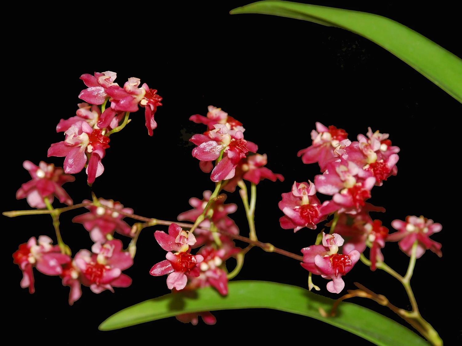 Oncidium Twinkle 'Red Fantasy' Orchid - Small