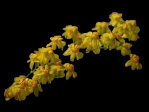 Oncidium Twinkle 'Yellow Fantasy' Orchid - Small