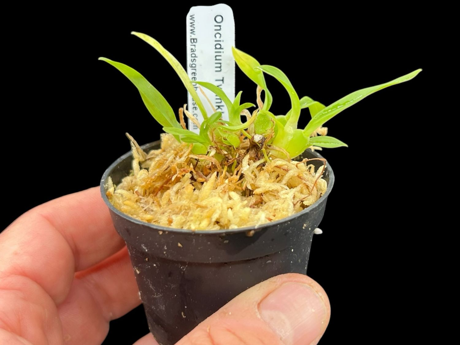 Oncidium Twinkle 'Yellow Fantasy' Orchid - Small