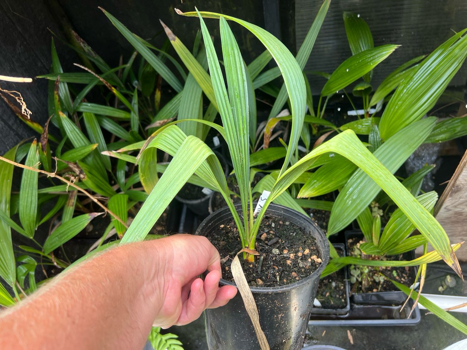Sabal minor Dwarf Palmetto - Medium 